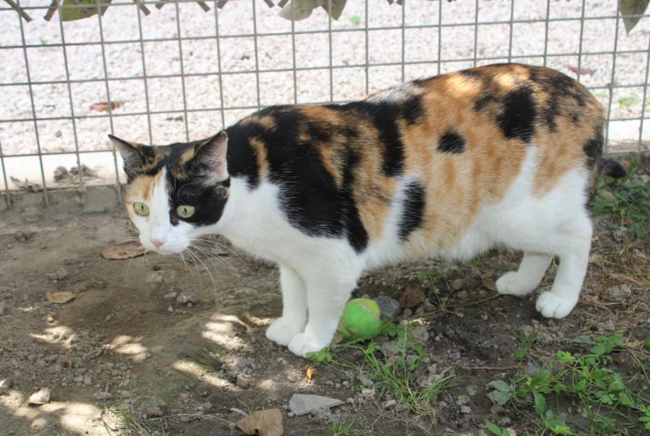 Discovery alert Cat Female Billère France