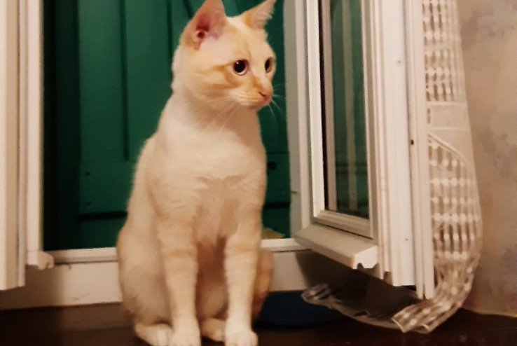 Disappearance alert Cat  Male , 1 years Saint-Goin France