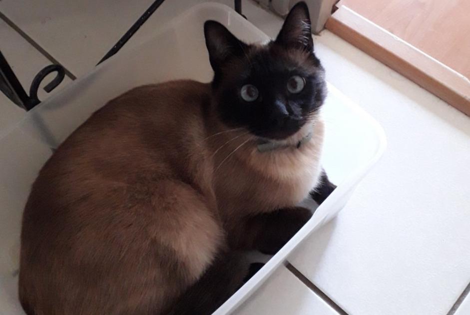 Disappearance alert Cat  Male , 5 years Lescar France