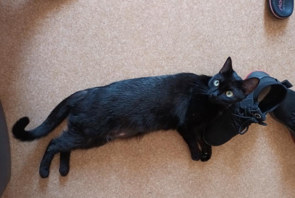 Disappearance alert Cat Female , 2 years Billère France