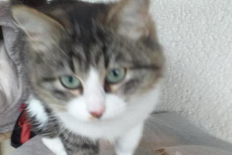 Disappearance alert Cat Female , 1 years Sévignacq-Meyracq France