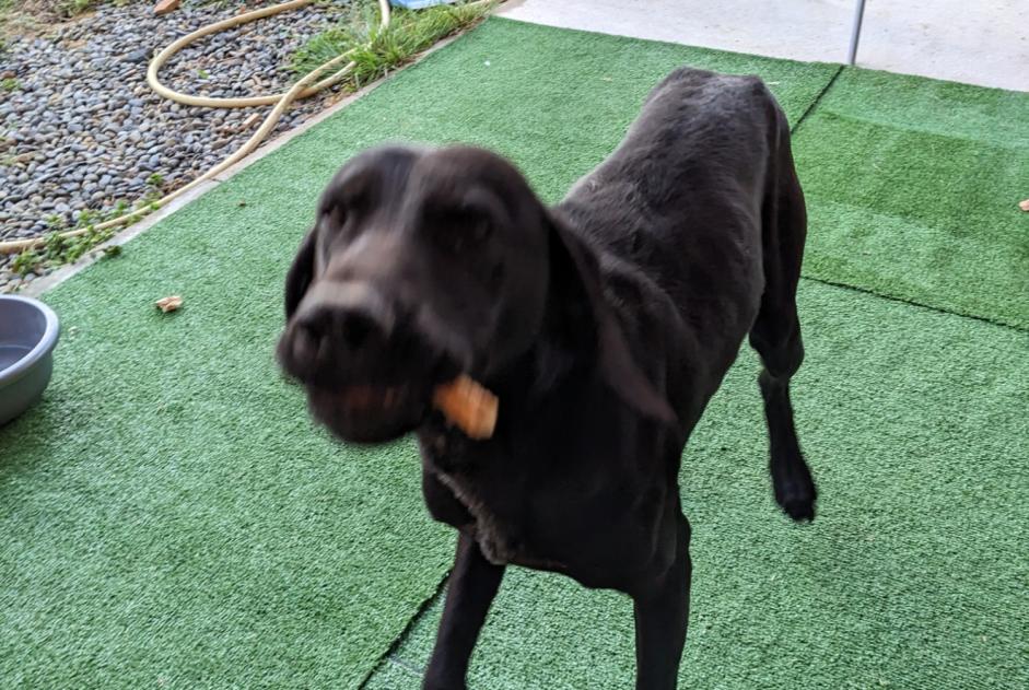 Discovery alert Dog Male Jurançon France