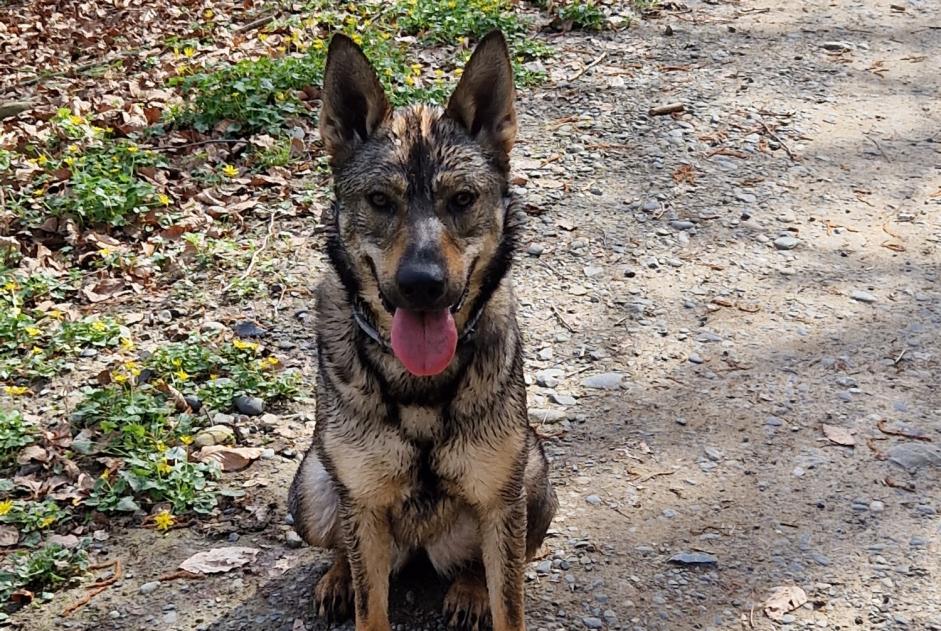 Discovery alert Dog  Female Billère France