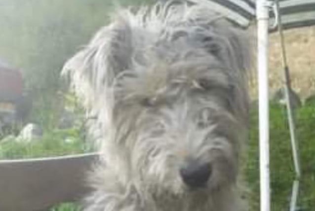 Disappearance alert Dog  Male , 4 years Laguinge-Restoue France