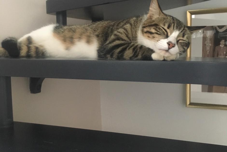 Alerta de Desaparición Gato  Macho , 2 años Anglet Francia