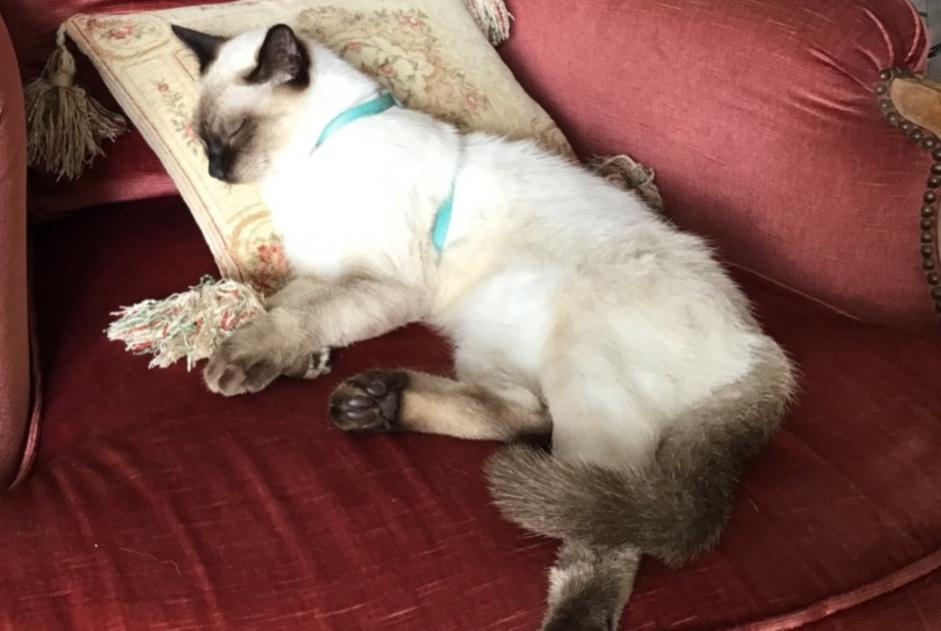Alerta de Desaparición Gato  Macho , 1 años Lescar Francia