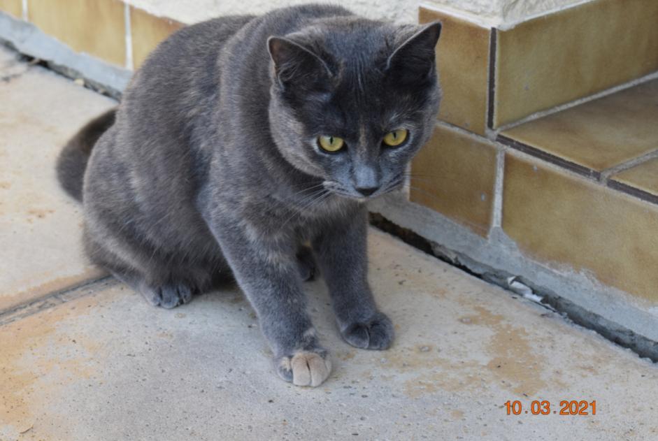 Alerta de Desaparición Gato  Hembra , 3 años Sévignacq-Meyracq Francia