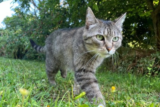 Alerta de Desaparición Gato  Hembra , 10 años Pau Francia