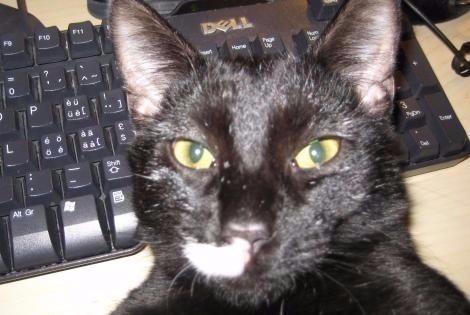 Alerta de Desaparición Gato cruce Macho , 12 años Valladolid España