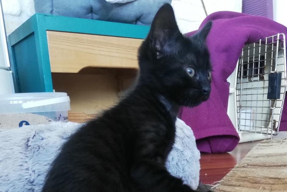 Alerta de Hallazgo Gato Macho Pau Francia