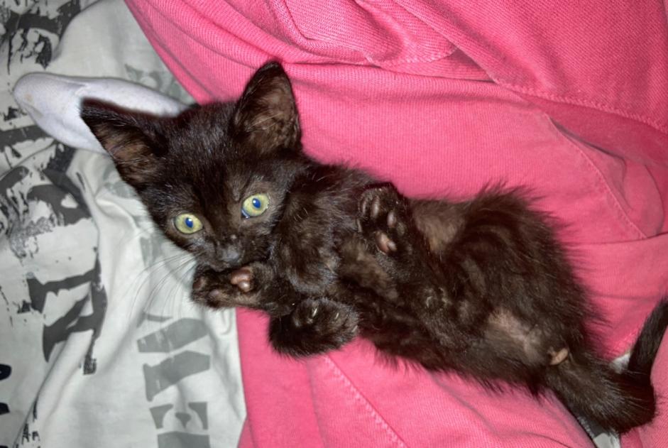 Alerta de Hallazgo Gato Hembra Pau Francia