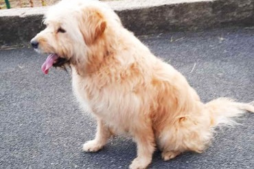 Alerta de Desaparición Perro cruce Macho , 12 años Saint-Pée-sur-Nivelle Francia