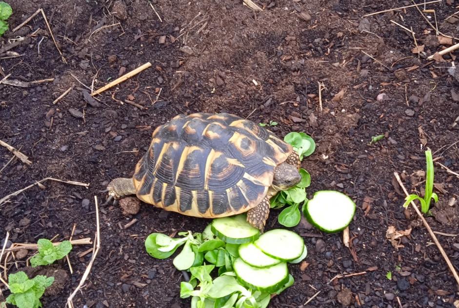Alerta de Desaparición Tortuga Hembra Ascain Francia Alerta de Desaparición Tortuga Hembra Ascain Francia