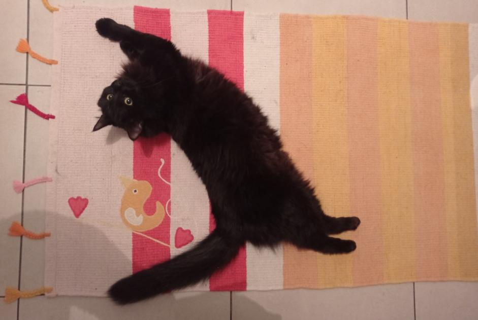Alerte Disparition Chat Femelle , 2 ans Arbonne France