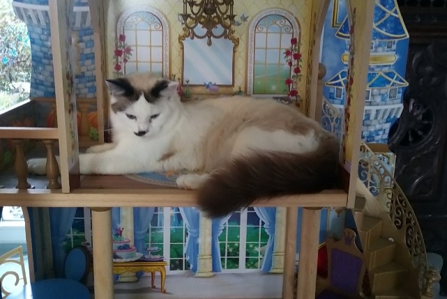 Alerte Disparition Chat croisement Femelle , 3 ans Ayherre France Alerte Disparition Chat croisement Femelle , 3 ans Ayherre France