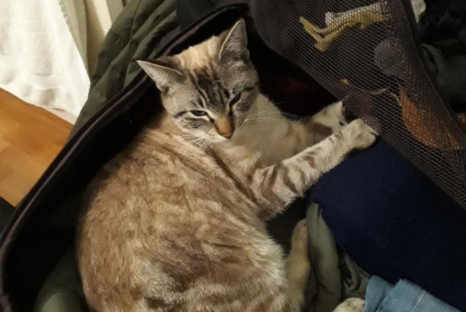 Alerte Disparition Chat croisement Mâle , 1 ans Biarritz France Alerte Disparition Chat croisement Mâle , 1 ans Biarritz France