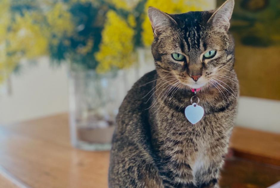 Alerte Disparition Chat croisement Femelle , 8 ans Saint-Jean-de-Luz France Alerte Disparition Chat croisement Femelle , 8 ans Saint-Jean-de-Luz France