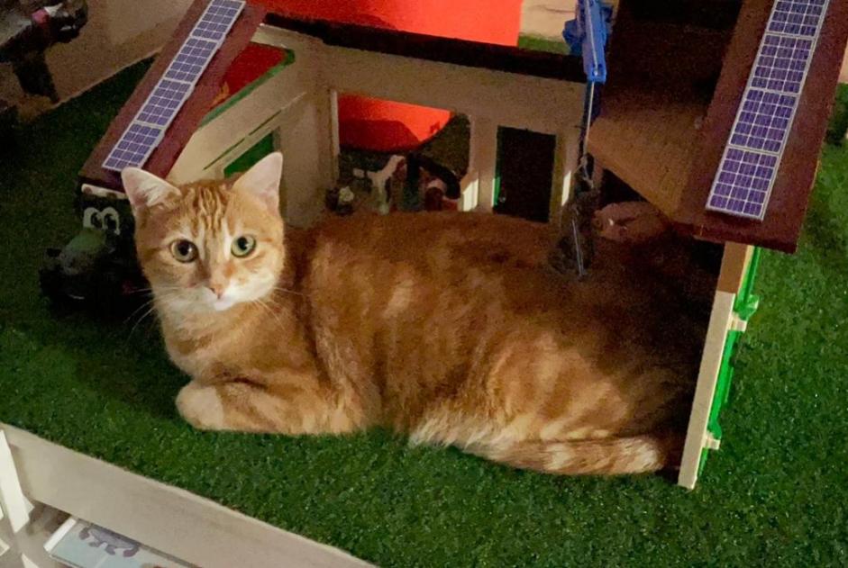 Alerte Disparition Chat Femelle , 3 ans Hasparren France Alerte Disparition Chat Femelle , 3 ans Hasparren France