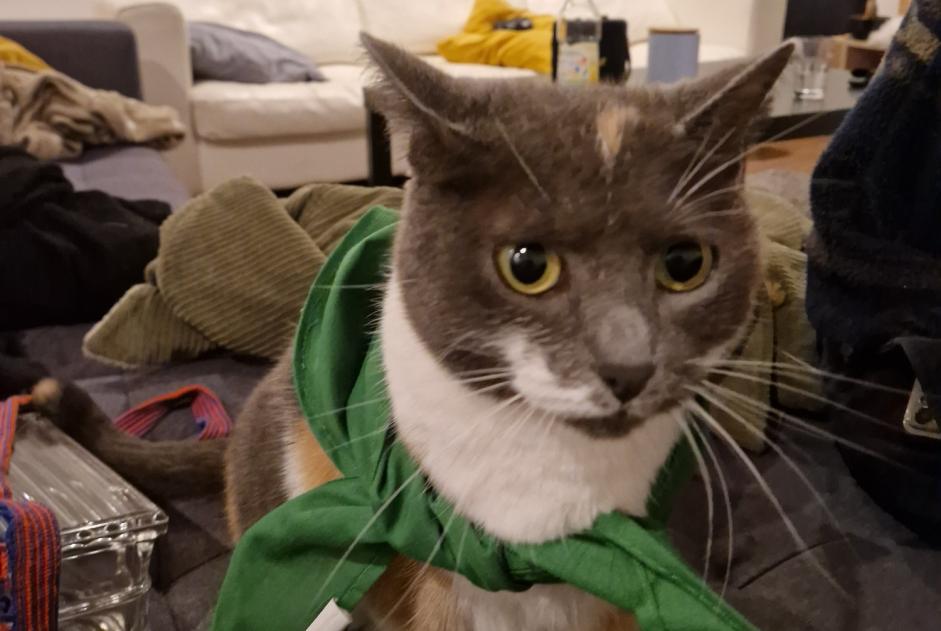 Alerte Disparition Chat Femelle , 3 ans Pau France Alerte Disparition Chat Femelle , 3 ans Pau France