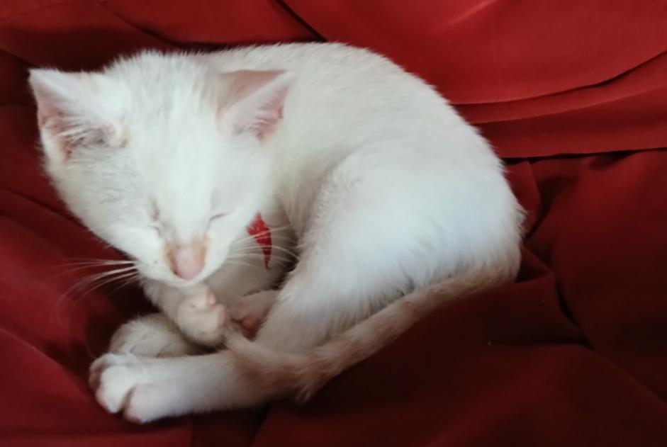 Alerte Disparition Chat Femelle , 1 ans Ustaritz France Alerte Disparition Chat Femelle , 1 ans Ustaritz France