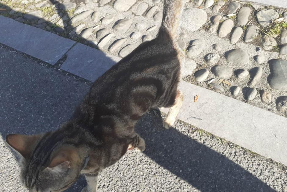 Alerte Découverte Chat  Mâle Oloron-Sainte-Marie France