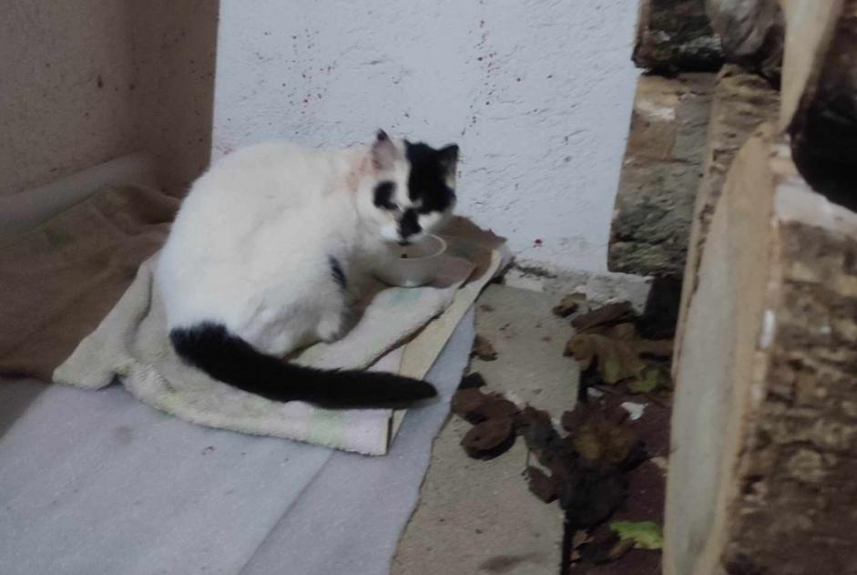 Alerte Découverte Chat Inconnu Saint-Jean-de-Luz France