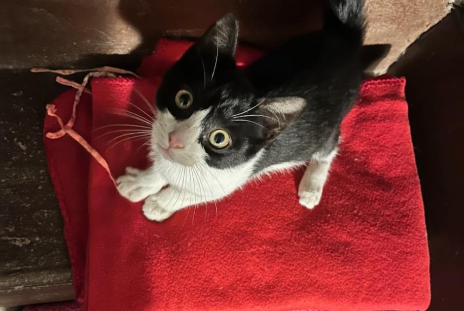 Alerte Découverte Chat Inconnu Montardon France