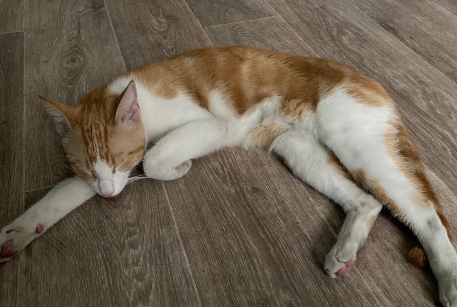 Alerte Découverte Chat croisement Inconnu Pau France Alerte Découverte Chat croisement Inconnu Pau France