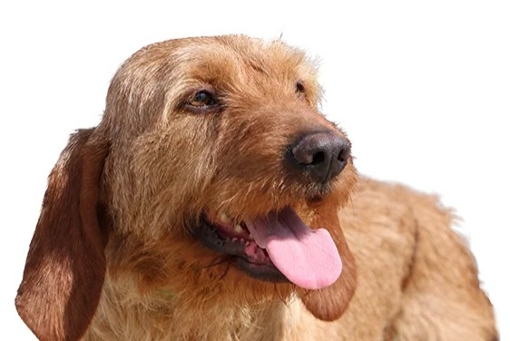 Alerte Disparition Chien croisement Mâle , 2025 ans Barcugnan France