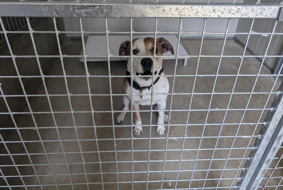 Alerte Découverte Chien croisement Mâle Vitré France Alerte Découverte Chien croisement Mâle Vitré France