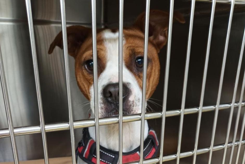 Alerte Découverte Chien croisement Mâle Jurançon France