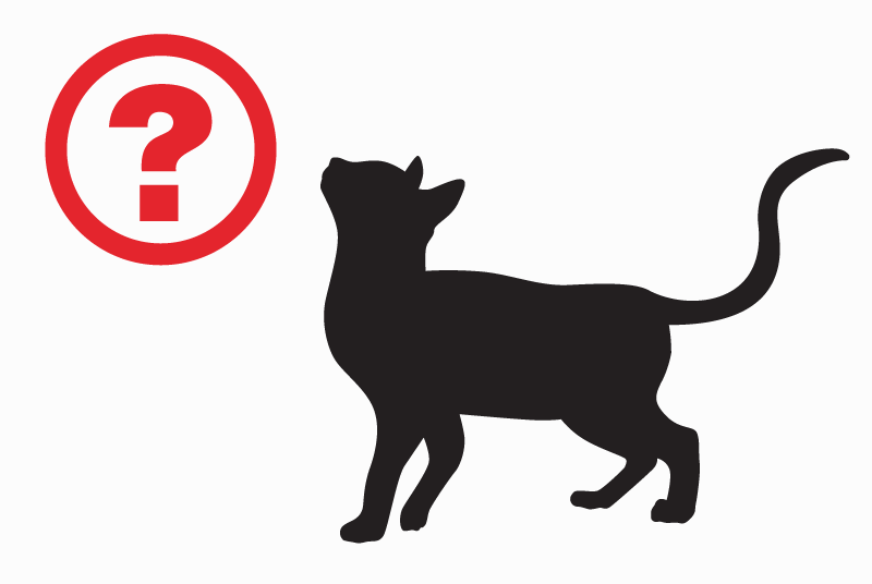 Alerte Découverte Chat  Femelle Guipry-Messac France