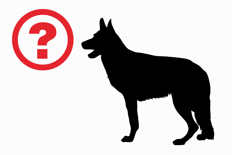 Ontdekkingsalarm Hond rassenvermenging Onbekend Ahetze Frankrijk