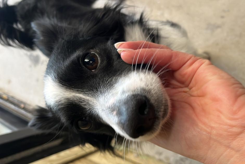 Avviso Ritrovamento Cane incrocio di razze Maschio Urrugne Francia