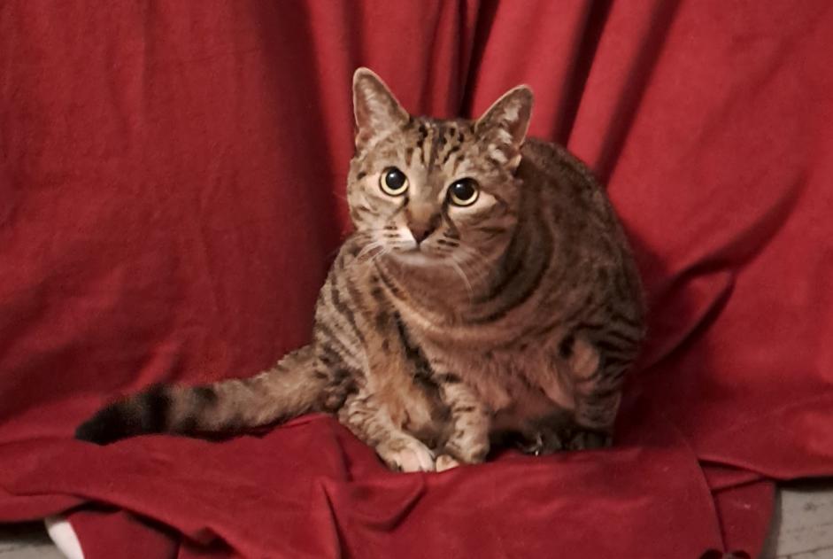 Avviso scomparsa Gatto incrocio di razze Femmina , 11 anni Biarritz Francia