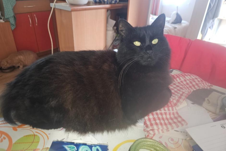Avviso scomparsa Gatto incrocio di razze Femmina , 21 anni Arraute-Charritte Francia