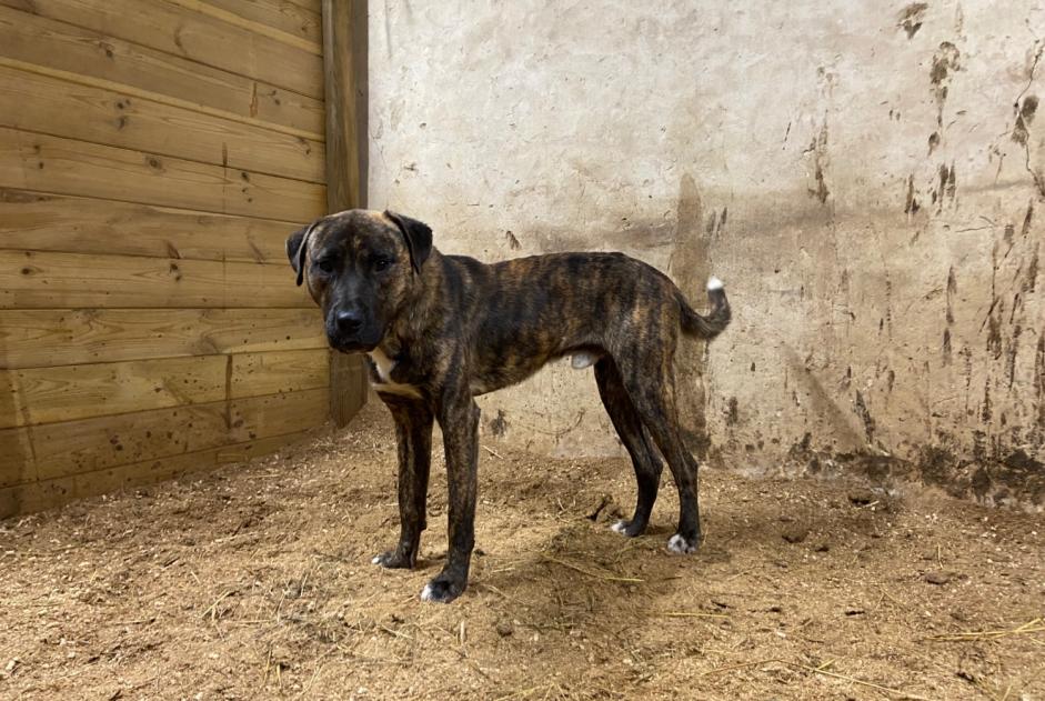 Ontdekkingsalarm Hond rassenvermenging Mannetje Bougarber Frankrijk