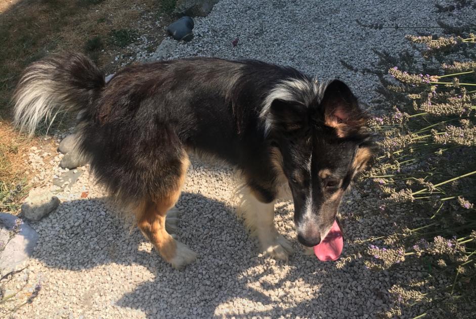 Ontdekkingsalarm Hond rassenvermenging Mannetje Mont Frankrijk