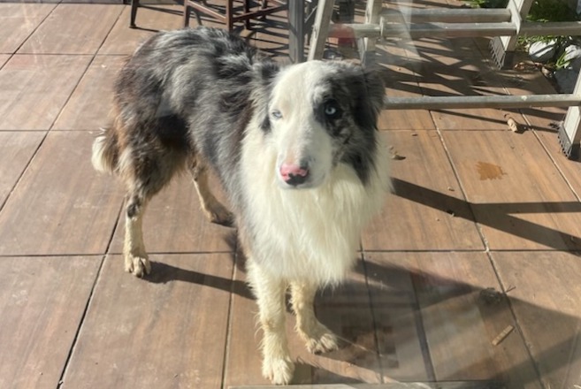 Ontdekkingsalarm Hond  Mannetje Gelos Frankrijk