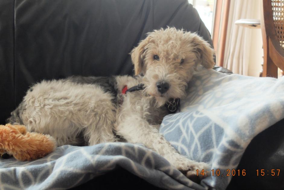 Verdwijningsalarm Hond  Mannetje , 11 jaar Bayonne Frankrijk