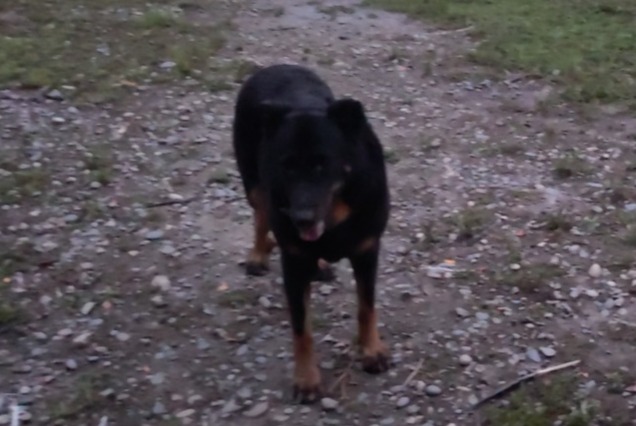 Verdwijningsalarm Hond  Vrouwtje , 13 jaar Lescar Frankrijk