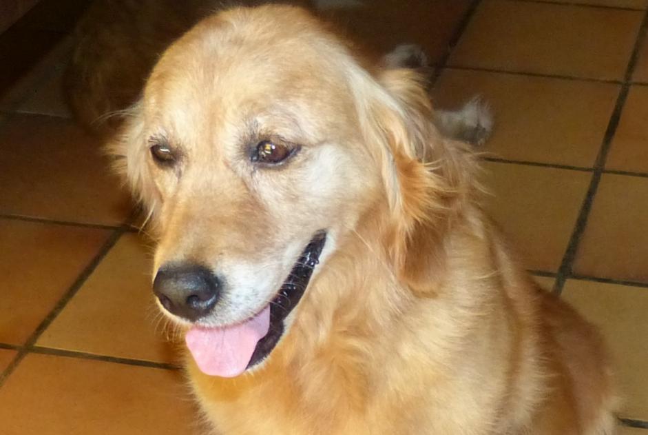 Verdwijningsalarm Hond  Vrouwtje , 8 jaar Buros Frankrijk
