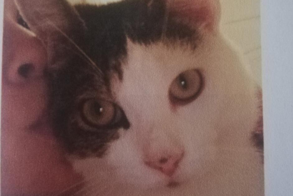 Alerta desaparecimento Gato Macho , 5 anos Saint-Jean-de-Luz France