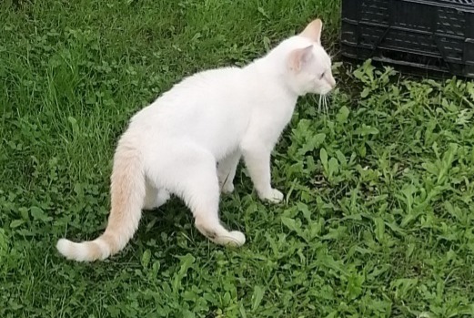 Alerta descoberta Gato Desconhecido Bénéjacq France